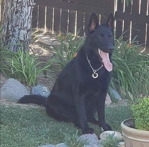 Meet your Posher, Diana